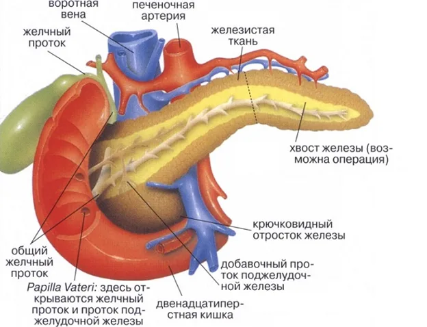 podgeludochnaya_1.jpg