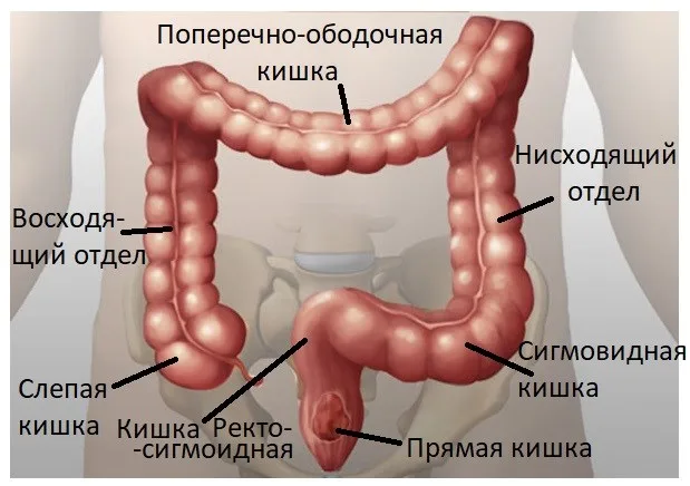 Ободочная кишка